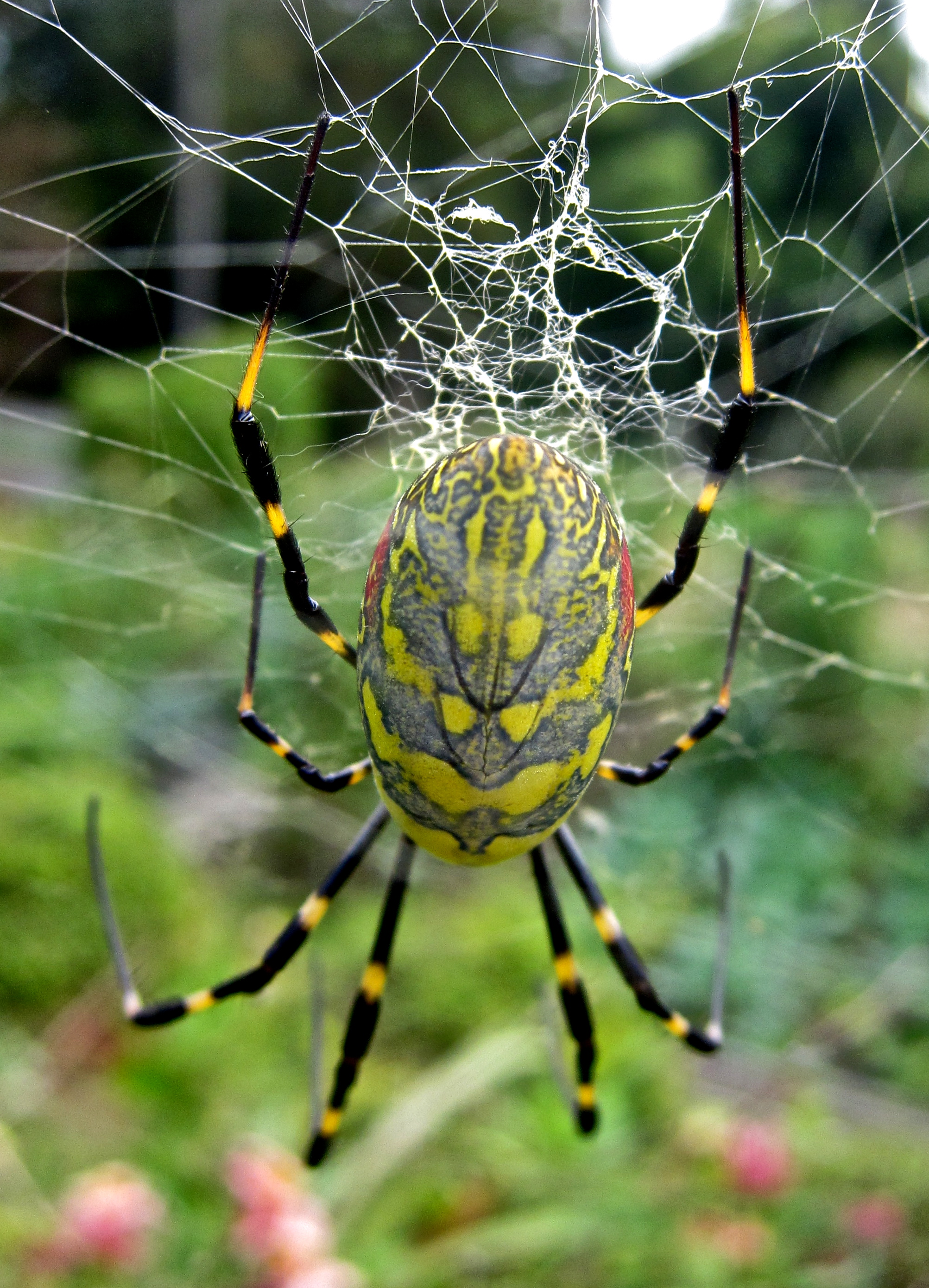 Joro-spider-Flickr
