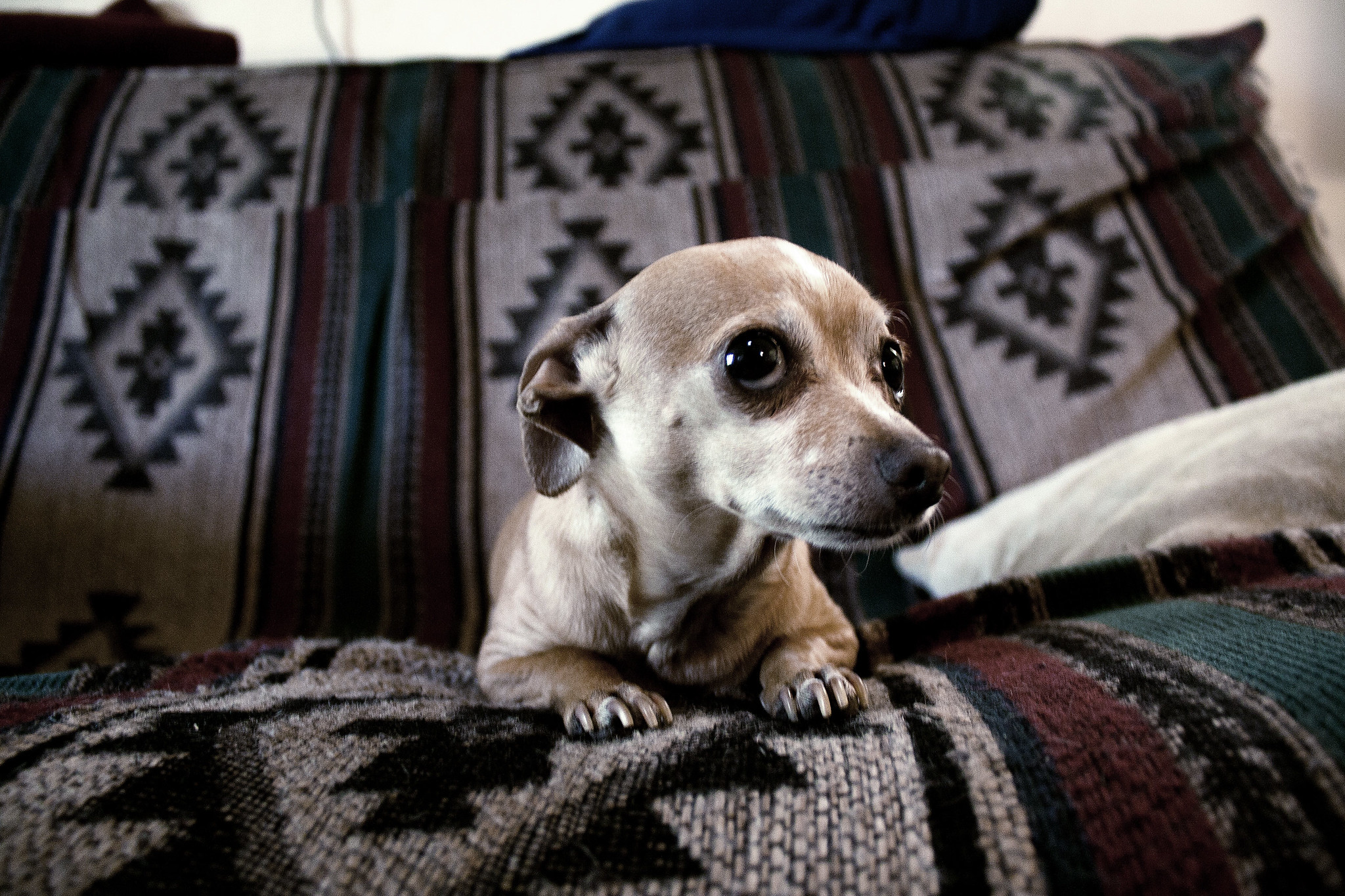 dog-looking-worried-pets-and-marijuana-Flickr