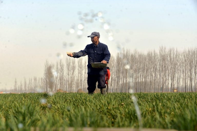 china-farmer-farm-wheat-field-shandong-province