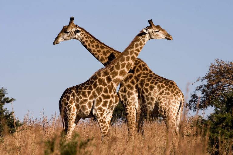 two-giraffes-Wikimedia-commons