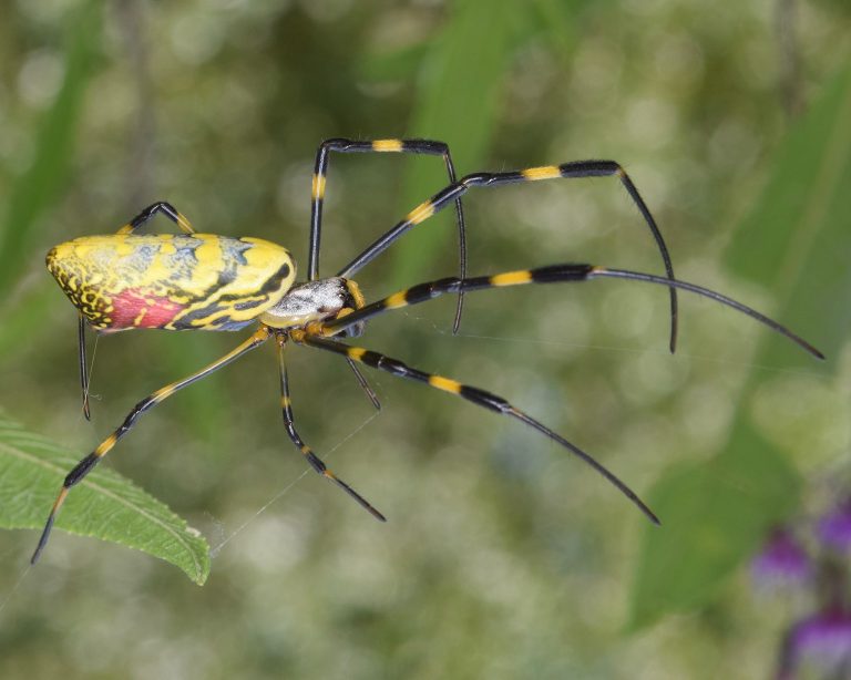 joro-spider-wikimedia-commons