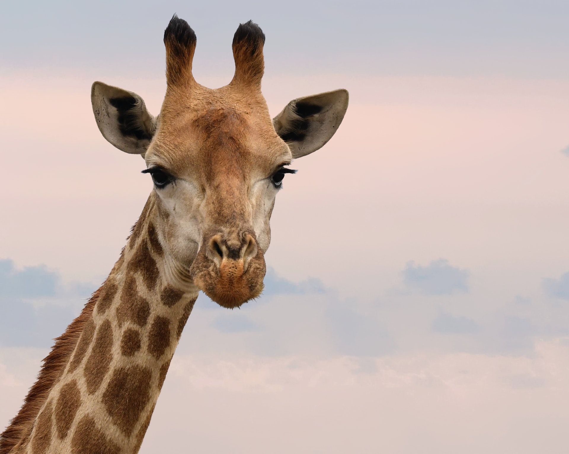 giraffe-head-Pexels