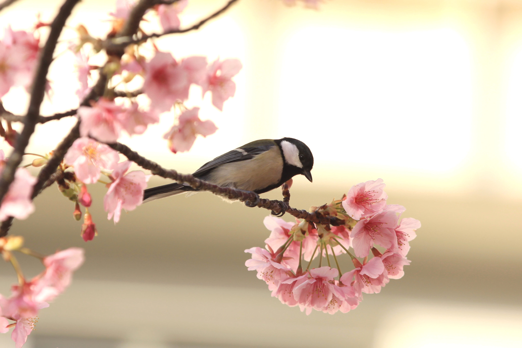 Birds' Abilities in Language Closer to Humans Than Any Other