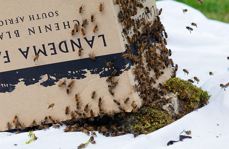 Delta Airlines and Atlanta Airport left 5 million honeybees upside down on the tarmac in the 83 degree sun, killing them.