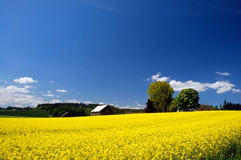 industrial-seed-oils-canola-wikimedia-commons