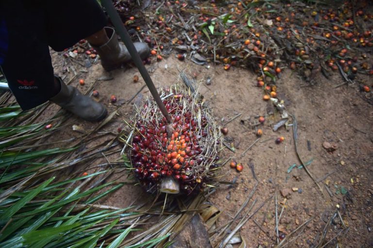 Indonesia extended its worldwide export ban on palm oil to include crude palm oil, increasing global food shortage and inflationary pressures.