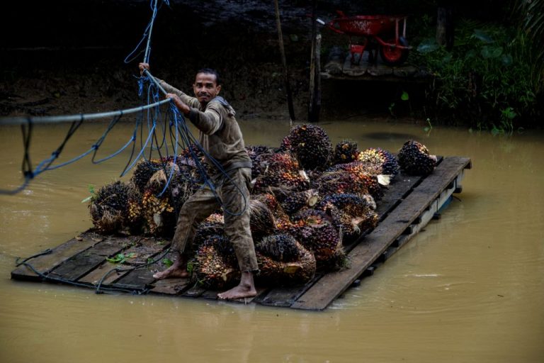 Indonesia is about to ban the world's most used vegetable oil, palm oil, from being exported amid a collapsing world food supply chain.