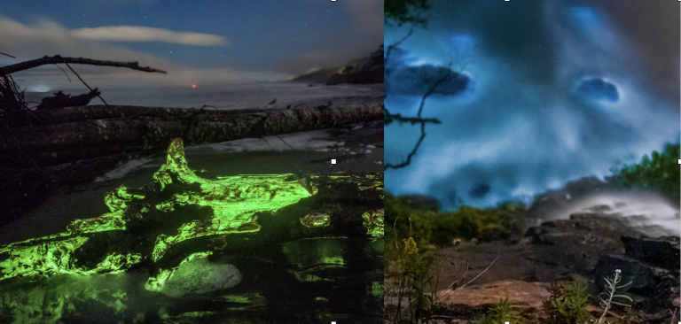 neon-green bioluminescent fungus, known as “foxfire,” glowing on Kalaloch Beach, Olympic National Park, Washington.