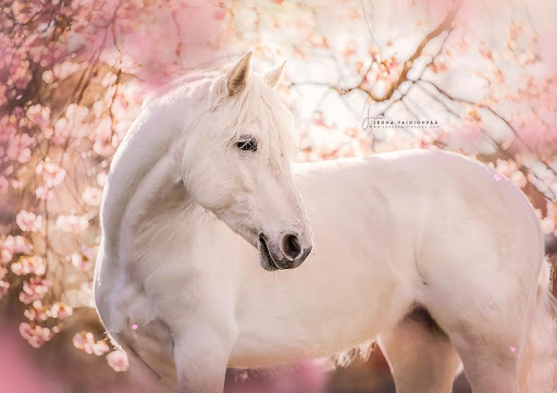fairytale-images-real-horses-Jenna-Vainionpaa
