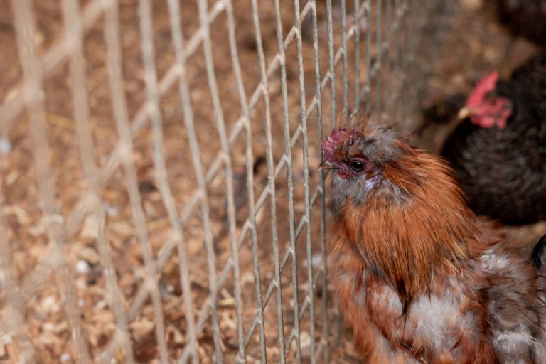 Egg laying chickens have been devastated by 2022 Avian Influenza already.