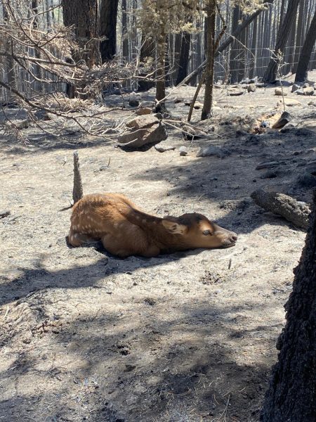A stranded elk calf in the New Mexico Calf Canyon/Hermits Peak wildfires, both caused by USDA Fire Service controlled burns that got out of hand and spiraled into a 300,000 acre man made disaster.