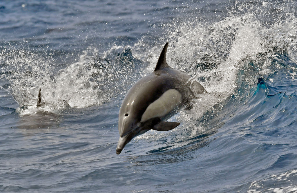 The brain behind the Bottlenose dolphin!, by Sreejani Sen