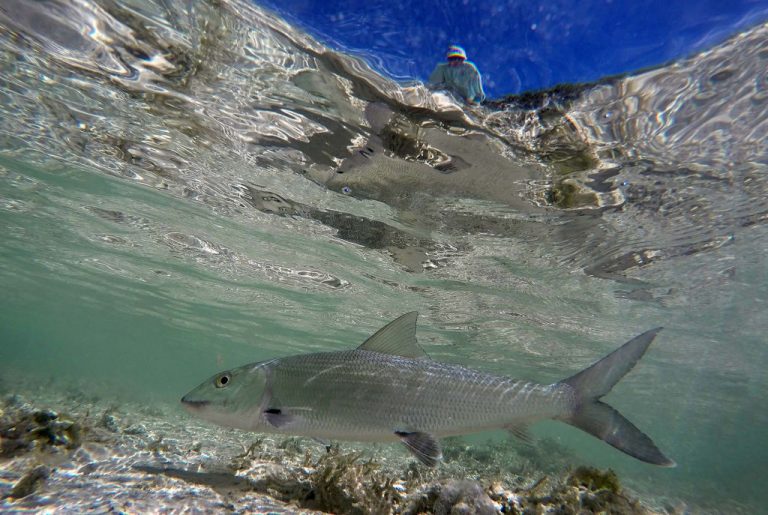 Fish off Florida's coast have absorbed pharmaceutical narcotics, a recent study shows.