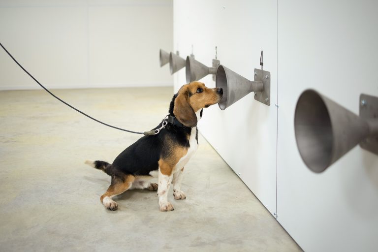 COVID-19-Canine-detection-Getty-Images-1231489739