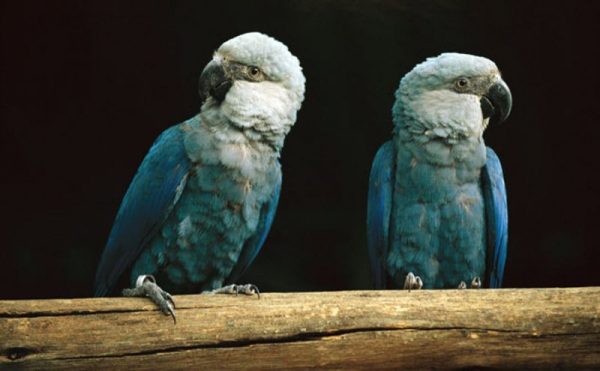 Spix's-macaw-wikimedia-commons