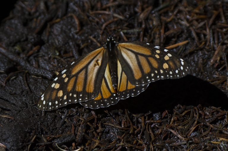 Monarch-butterfly-placed-on-endangered-list-Getty-Images-1238528004