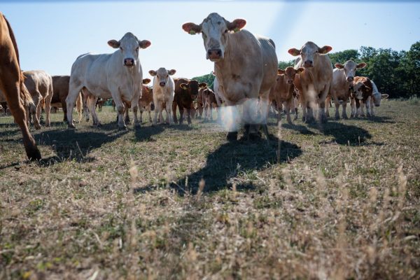 A planned AI-driven meat packer in South Dakota is raising more questions than answers.