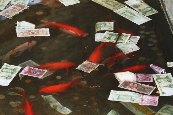 carp-koi-fish-in-pond-china-money-in-water-yuan_GettyImages-491493500.jpg