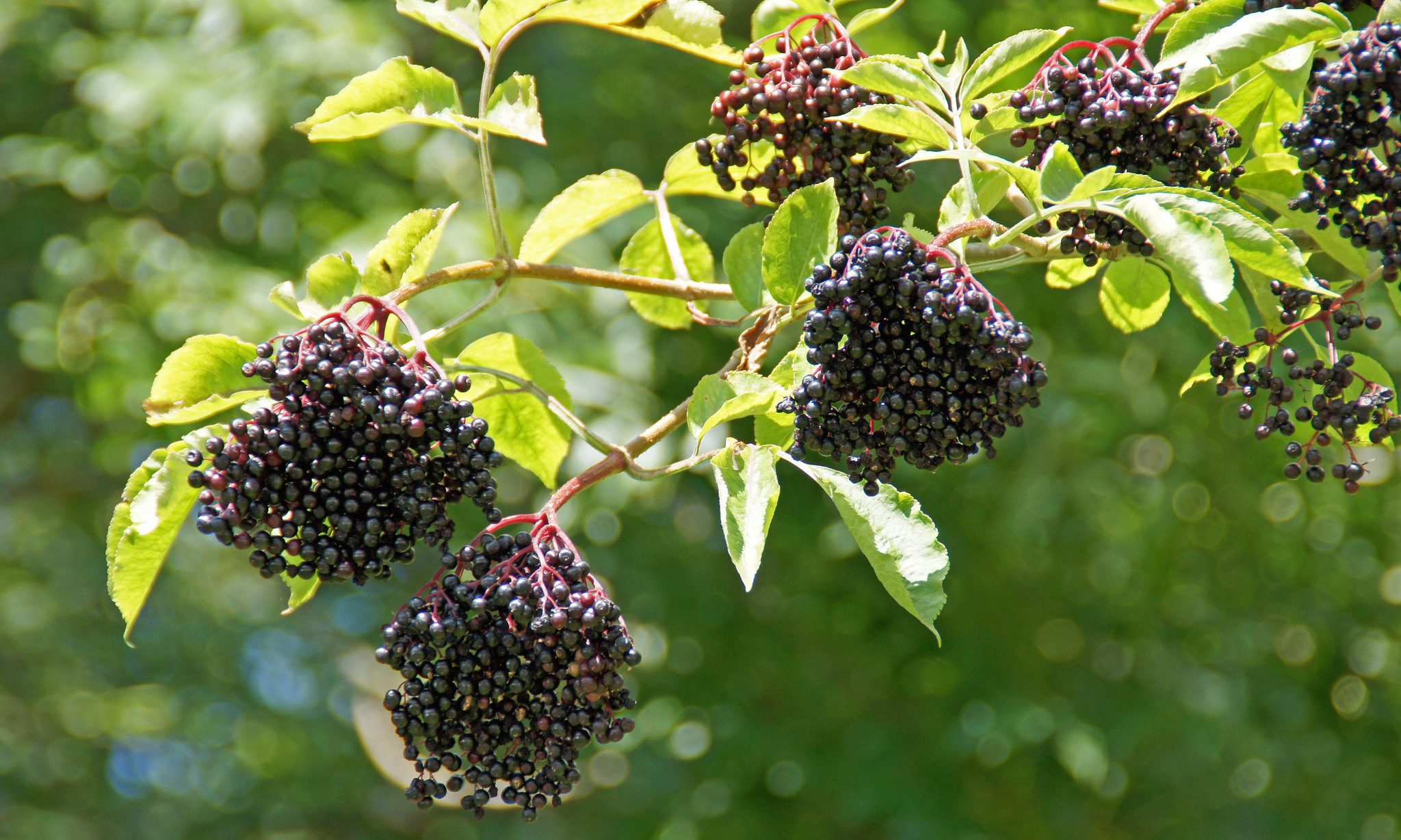 elderberry-Flickr