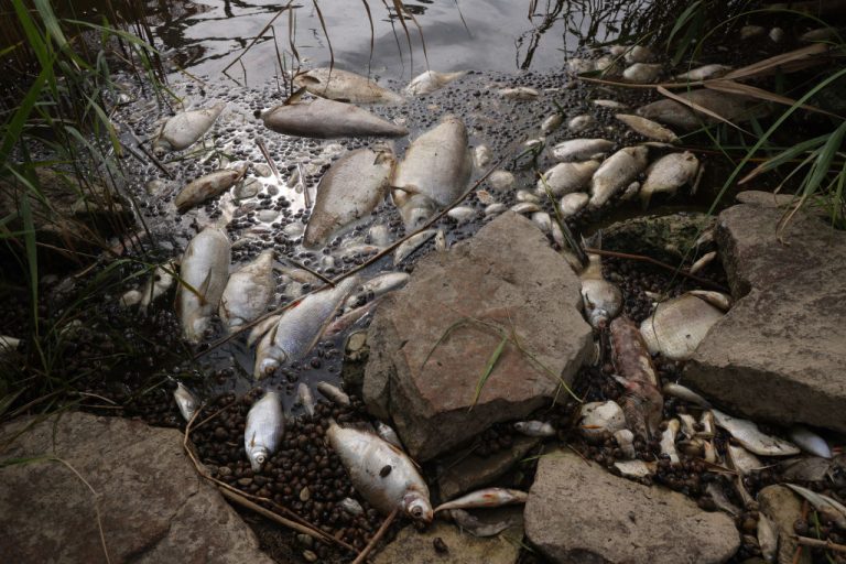 Oder-River-Dead-fish-cause-unknown-Getty-Images-1414957428