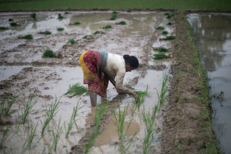 India has lost extensive swaths of its rice crops due to drought this year.
