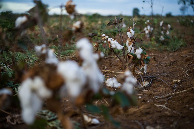 Drought has crushed the U.S. cotton industry.