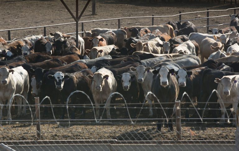US cattle breeding stock is being sent for slaughter as the national herd declines by more than 2 million head.