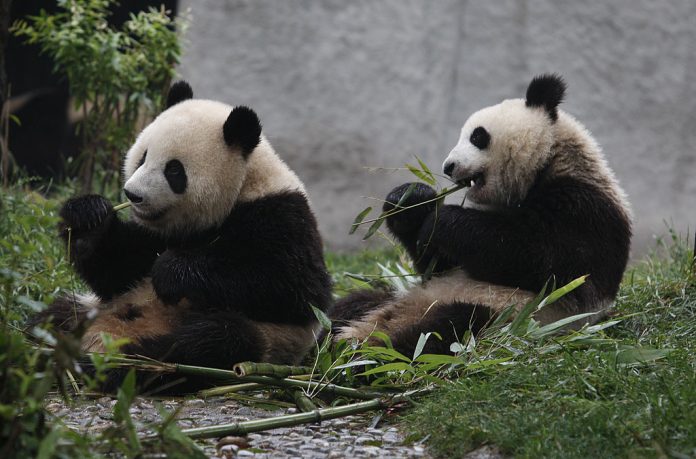 Giant Panda Qin Qin Gives Birth to Twins Amid Continuing Efforts to ...