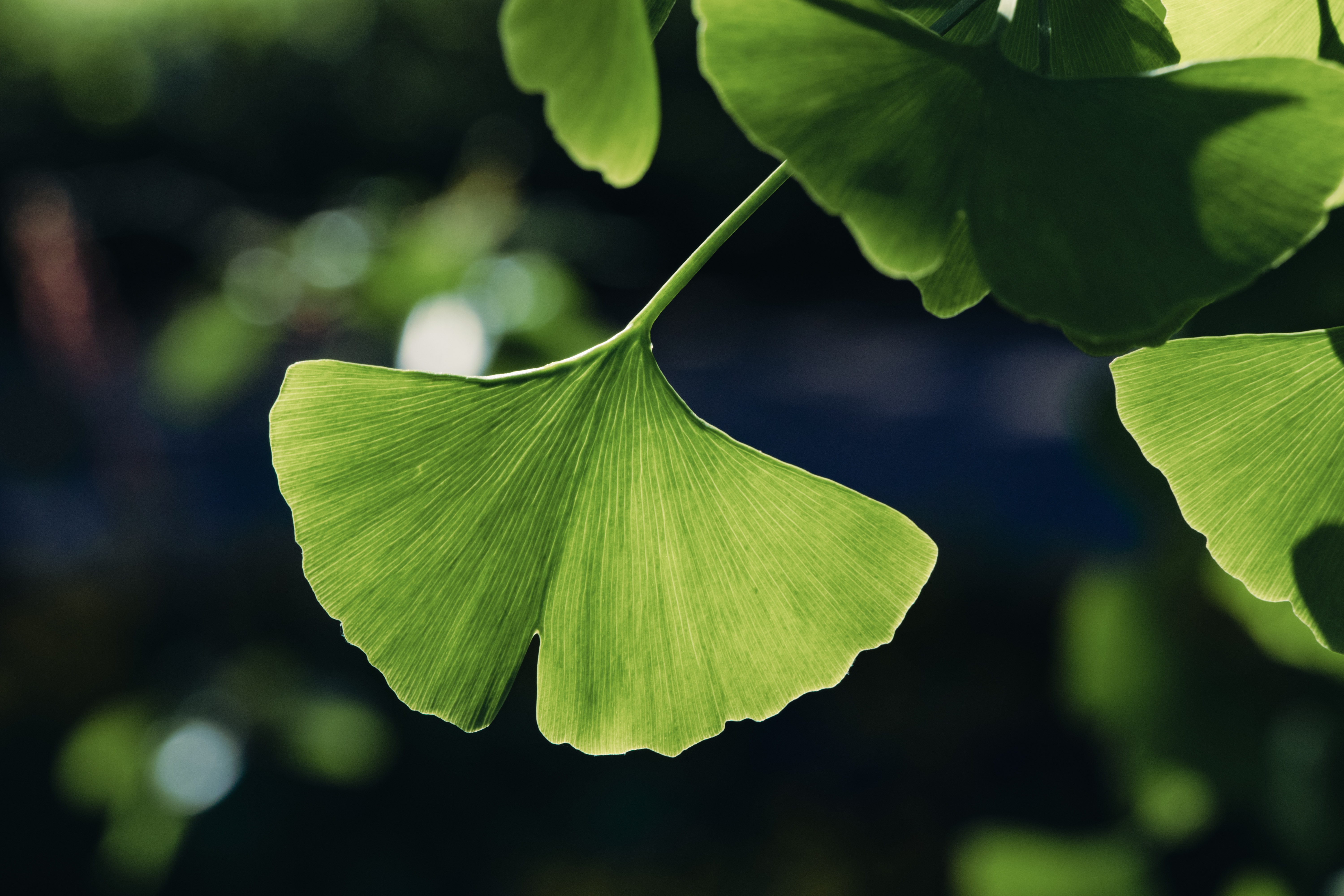 Ginkgo-leaf-pexels