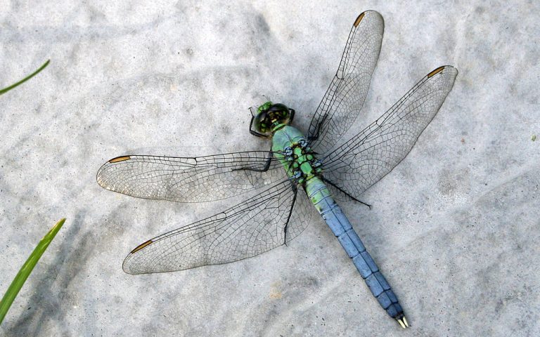 dragonfly-wikimedia-commons