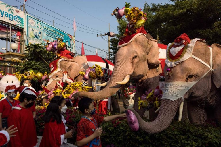 Thailand-unemployed-elephants-COVID-19-impacts-Getty-Images-1237406080