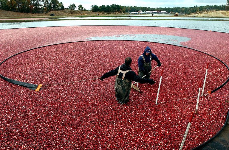 America is setting up for a Thanksgiving and Christmas cranberry shortage amid record drought