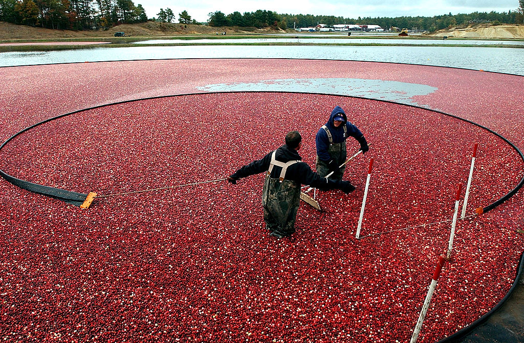 A Cranberry Shortage is Brewing With Thanksgiving Around the Corner