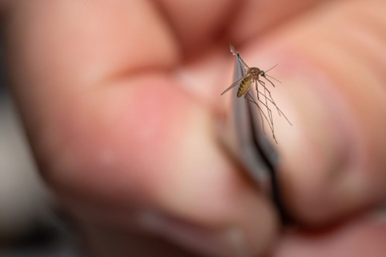 Mosquitos delivering vaccines is not a conspiracy as found in Malaria vaccination trials
