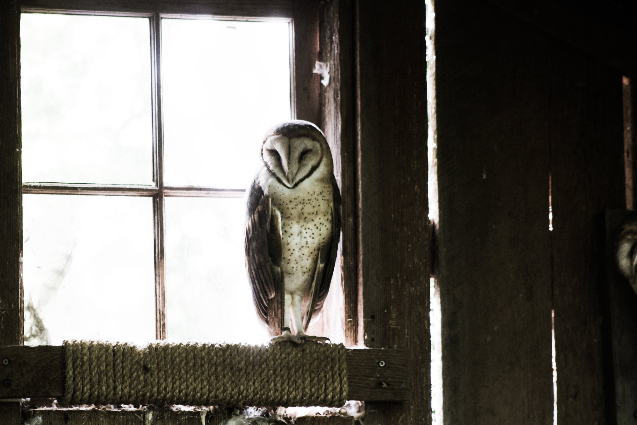 barn-owl-flickr