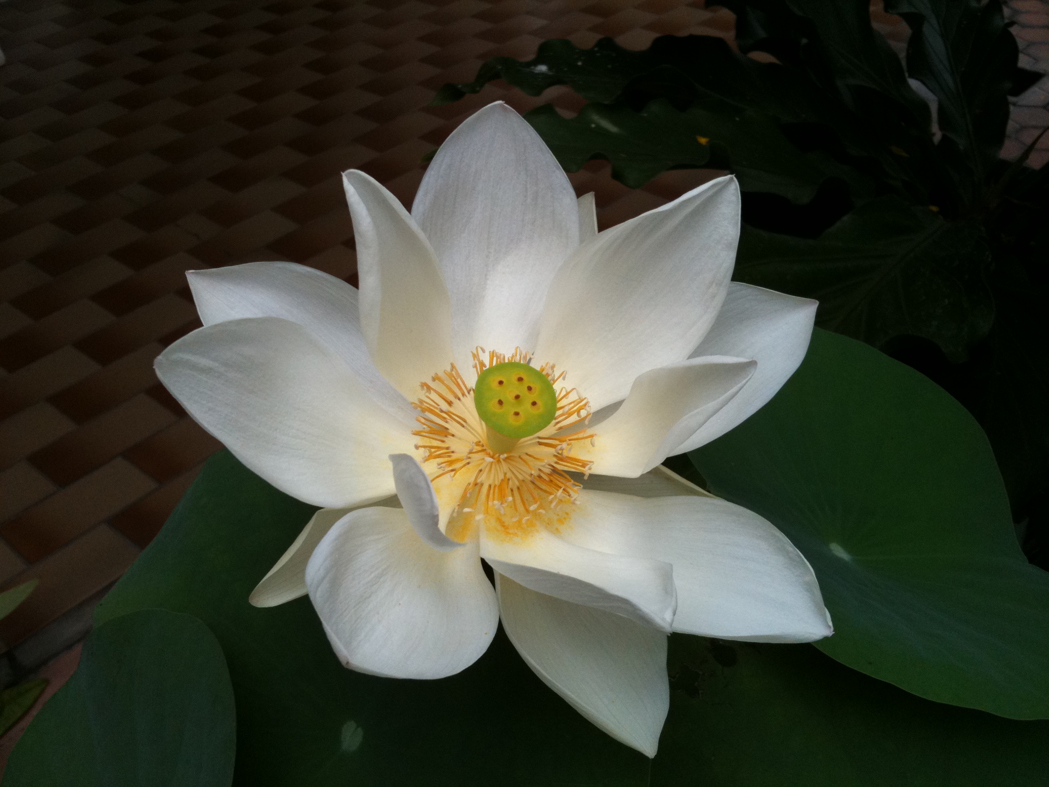 Healing Herbs and Spices of India, Part IV: White Lotus - Vision Times
