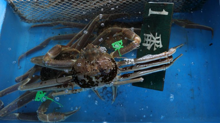 Alaska's snow crab season has been cancelled after a billion of the animals have vanished.