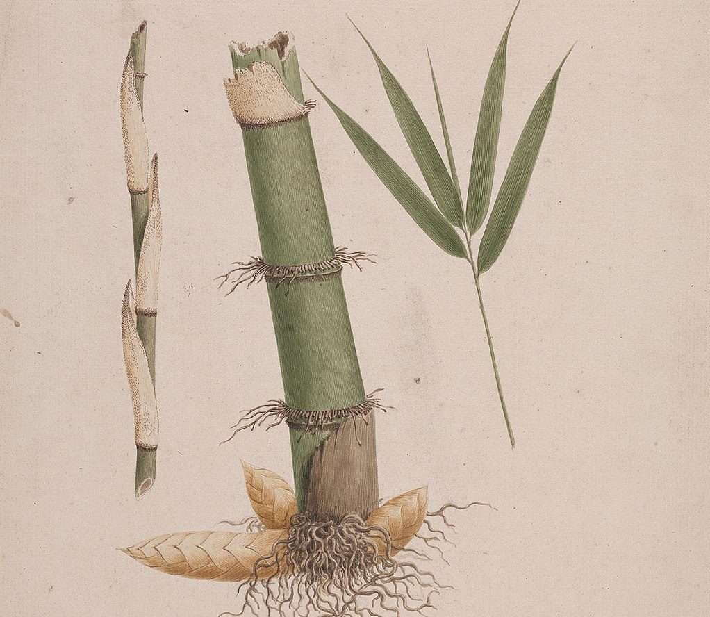 Bamboo-Wikimedia-Commons