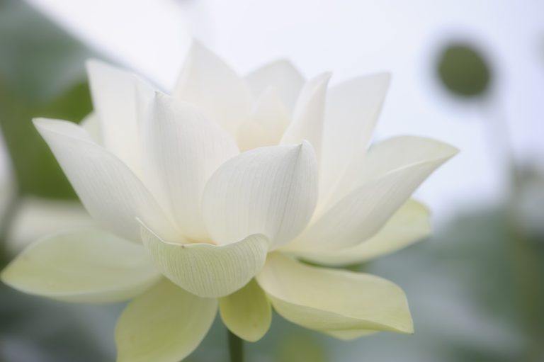 Healing Herbs and Spices of India, Part IV: White Lotus - Vision Times