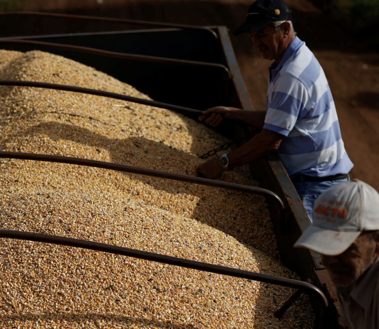 Farmers collect corn at a plantation in Maringa, Brazil, July 13, 2022. (Image: Screenshot / REUTERS)