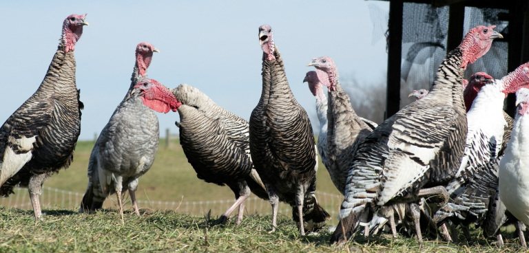 Heritage turkeys make rapid gurgling sound at Elmwood Stock Farm ahead of the Thanksgiving holiday in Georgetown, Kentucky, U.S., November 16, 2021. (Image: Screenshot / REUTERS)