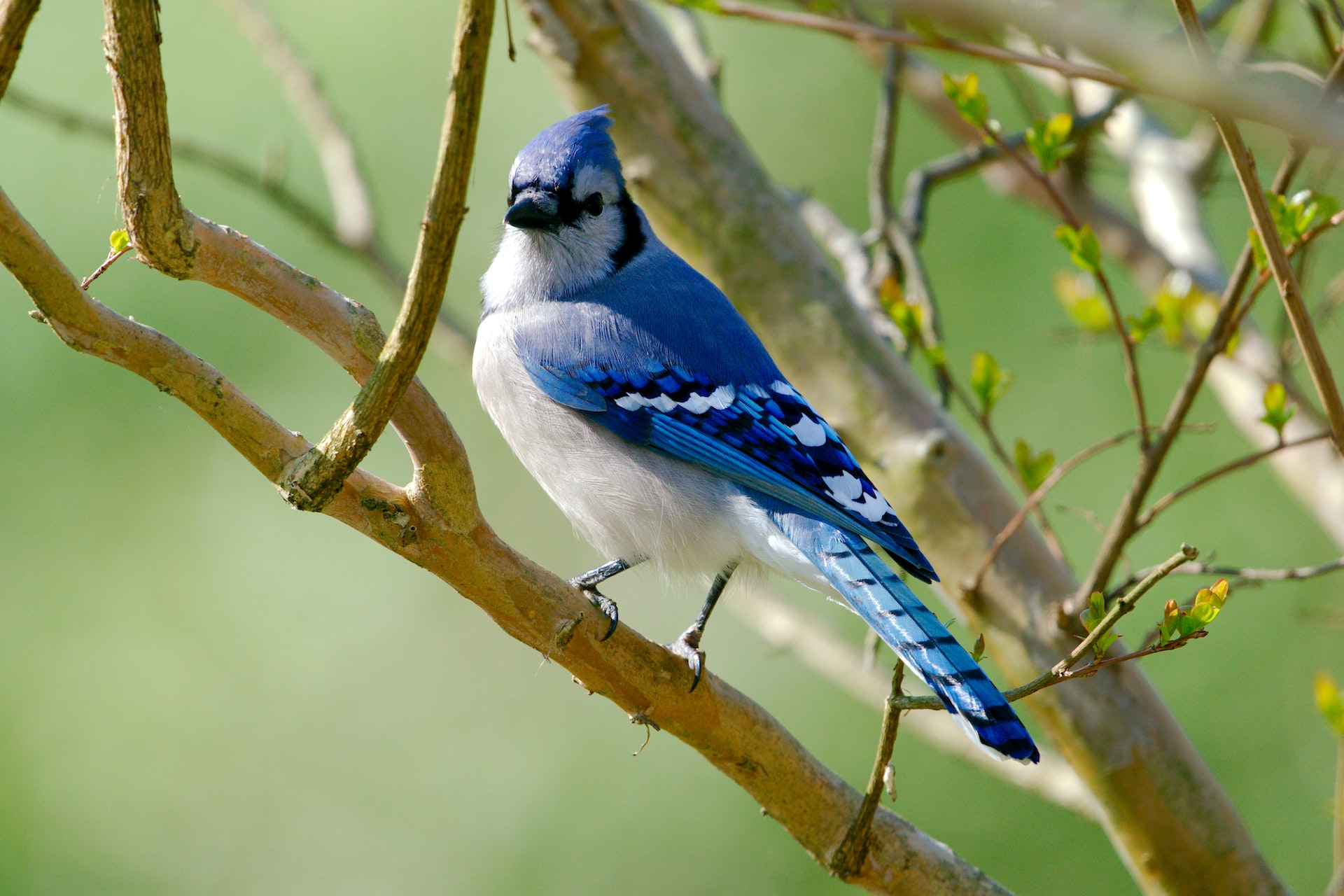 FOR THE BIRDS: Blue jays have an attitude