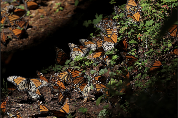 Monarch butterflies rest on the ground at the Sierra Chincua butterfly sanctuary in Angangeo, Michoacan state, Mexico, December 3, 2022. (Image: Screenshot / REUTERS)