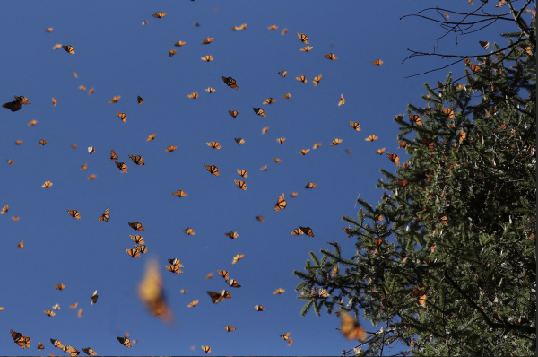 Monarch butterflies fly at the Sierra Chincua butterfly sanctuary in Angangeo, Michoacan state, Mexico. December 3, 2022. (Image: Screenshot / REUTERS)