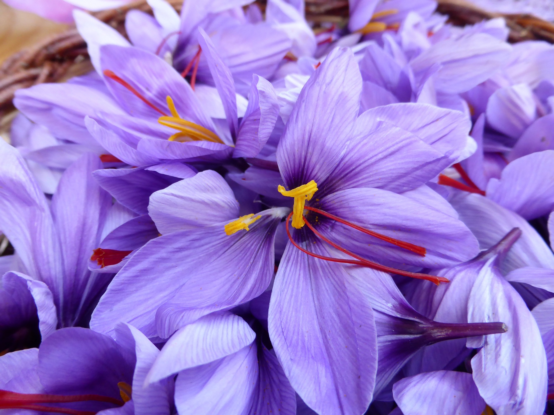 saffron-flowers-pixabay