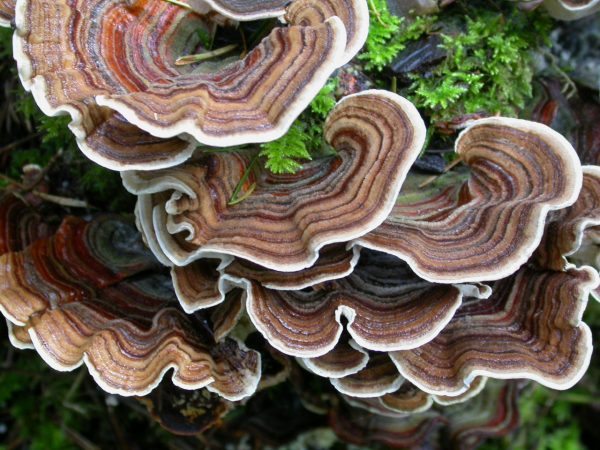 fungi-Flickr