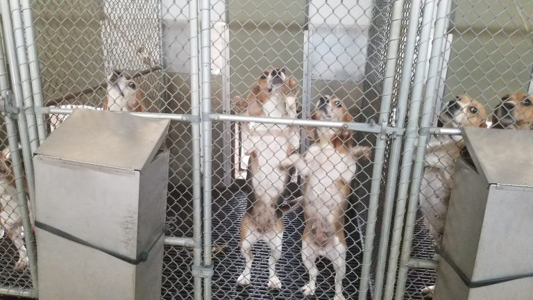 some-beagles-at-envigo-mass-breeding-facility-later-rescued-cumberland-virginia