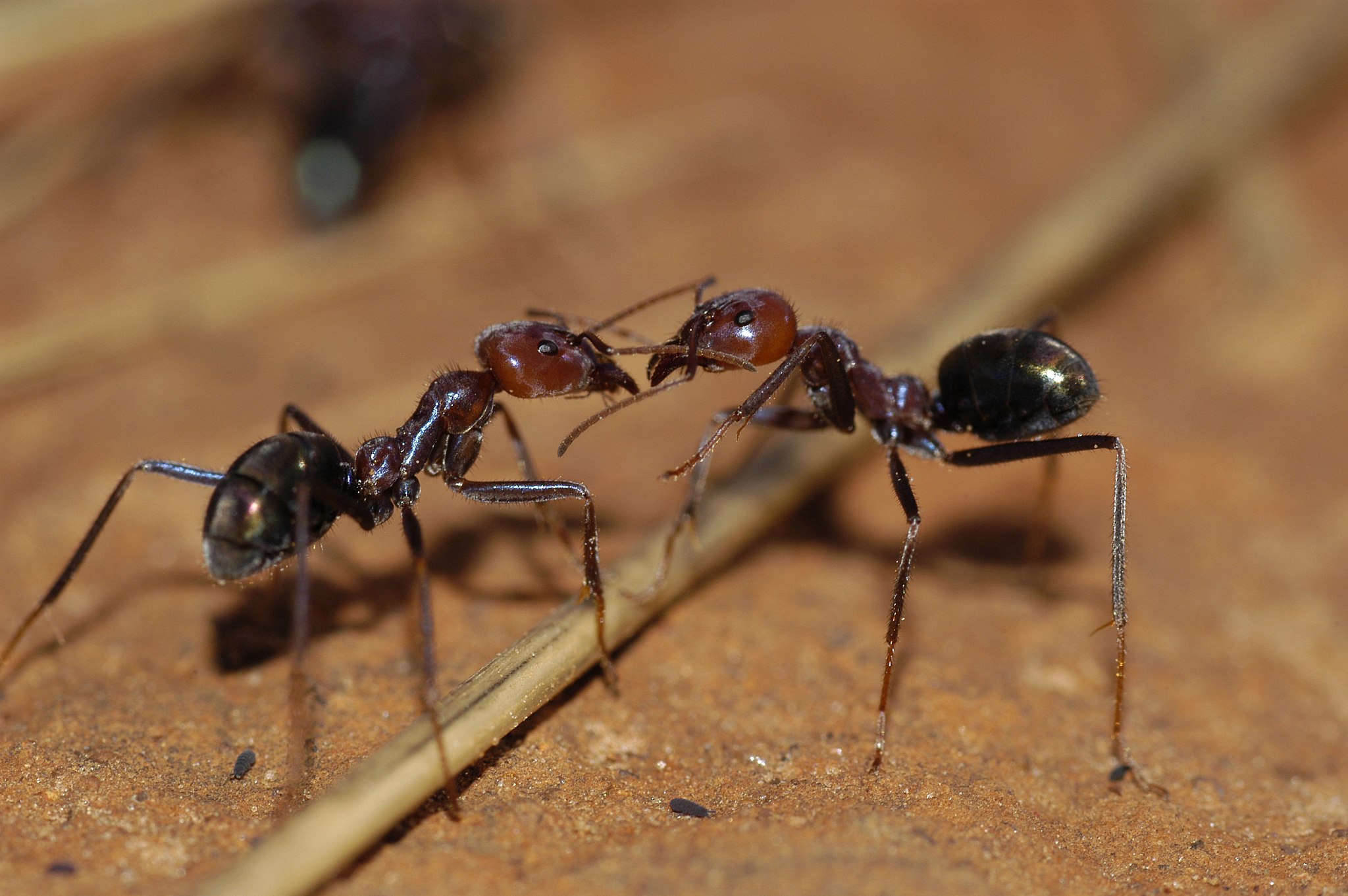 ant-communication-wikimedia-commons