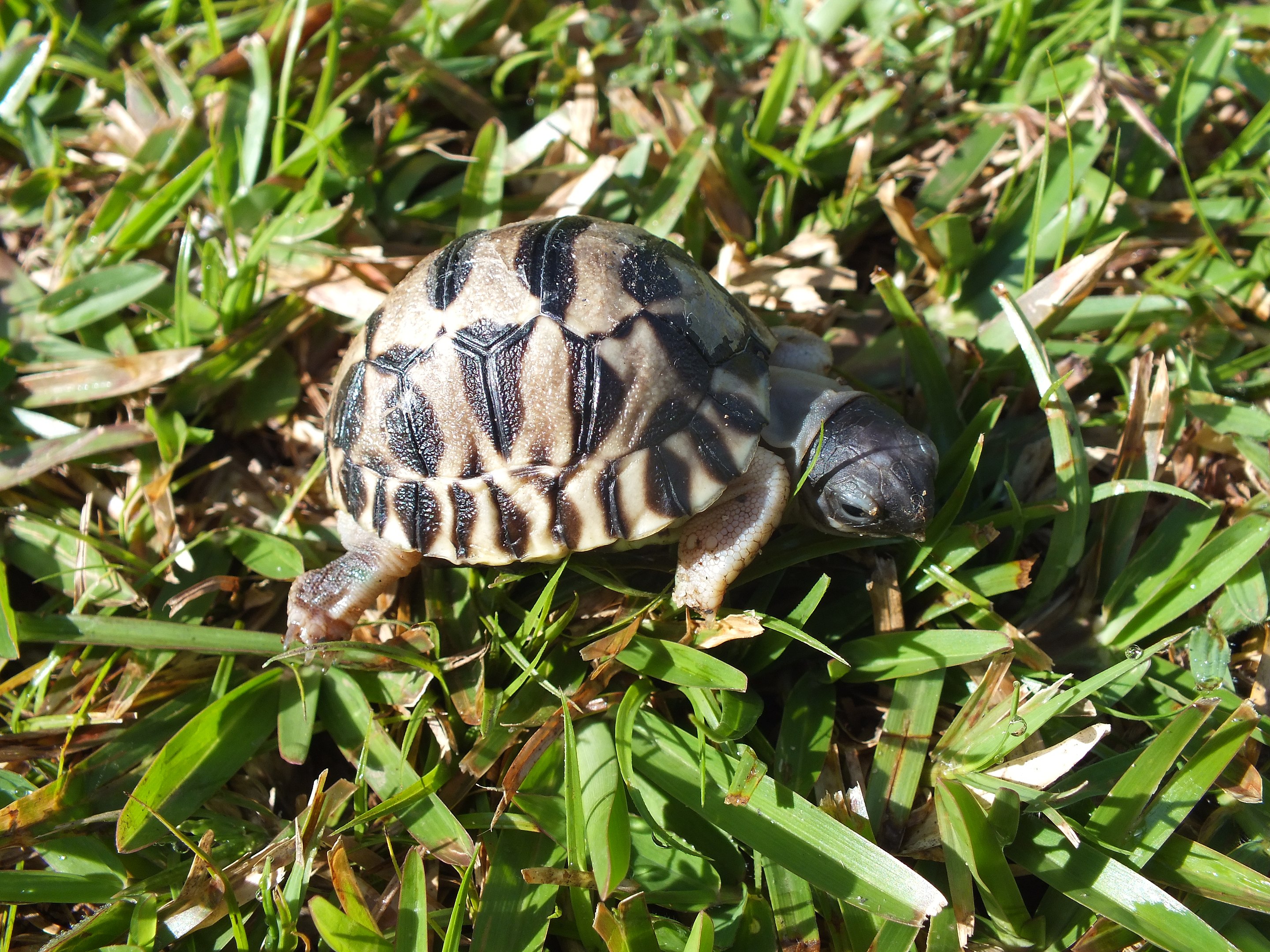 radiated-tortoise-Wikimedia-commons