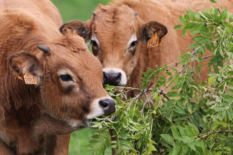 The Dublin Declaration accompanies journal Animal Frontiers to support meat diet and livestock farming